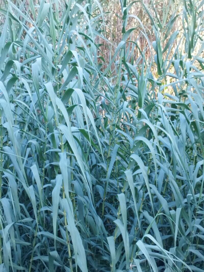 Arundo micrantha leaf