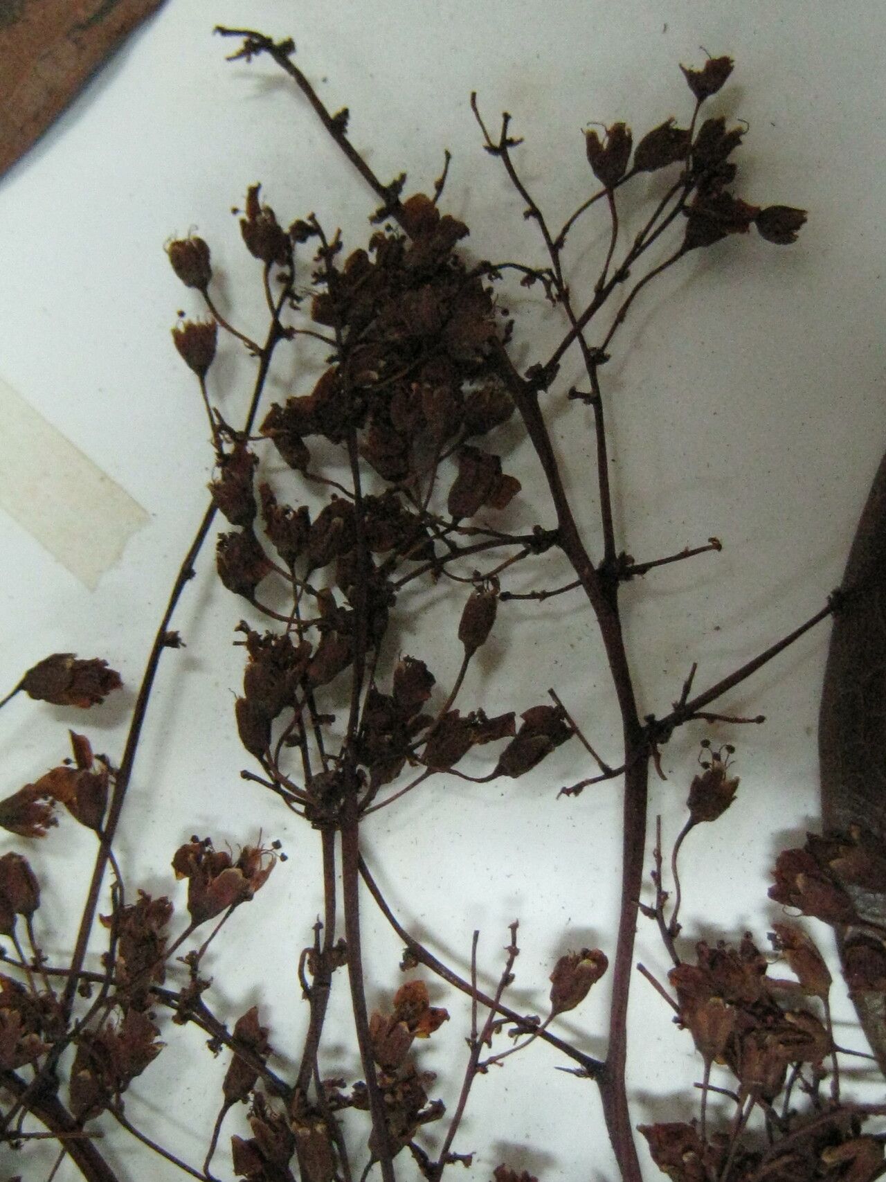 Rourea surinamensis other