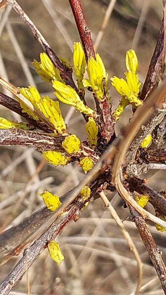 Flueggea suffruticosa leaf