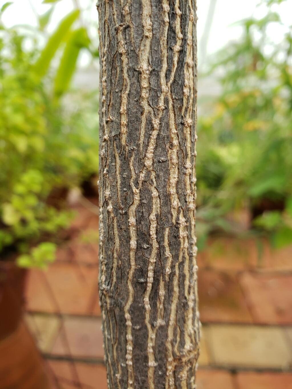 Magnolia lanuginosa bark