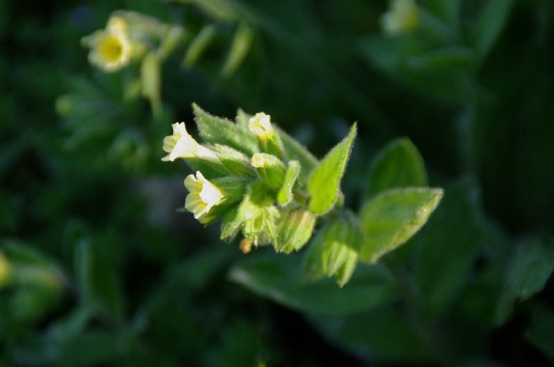 Symphytum × ferrariense — search result for 'Symphytum'