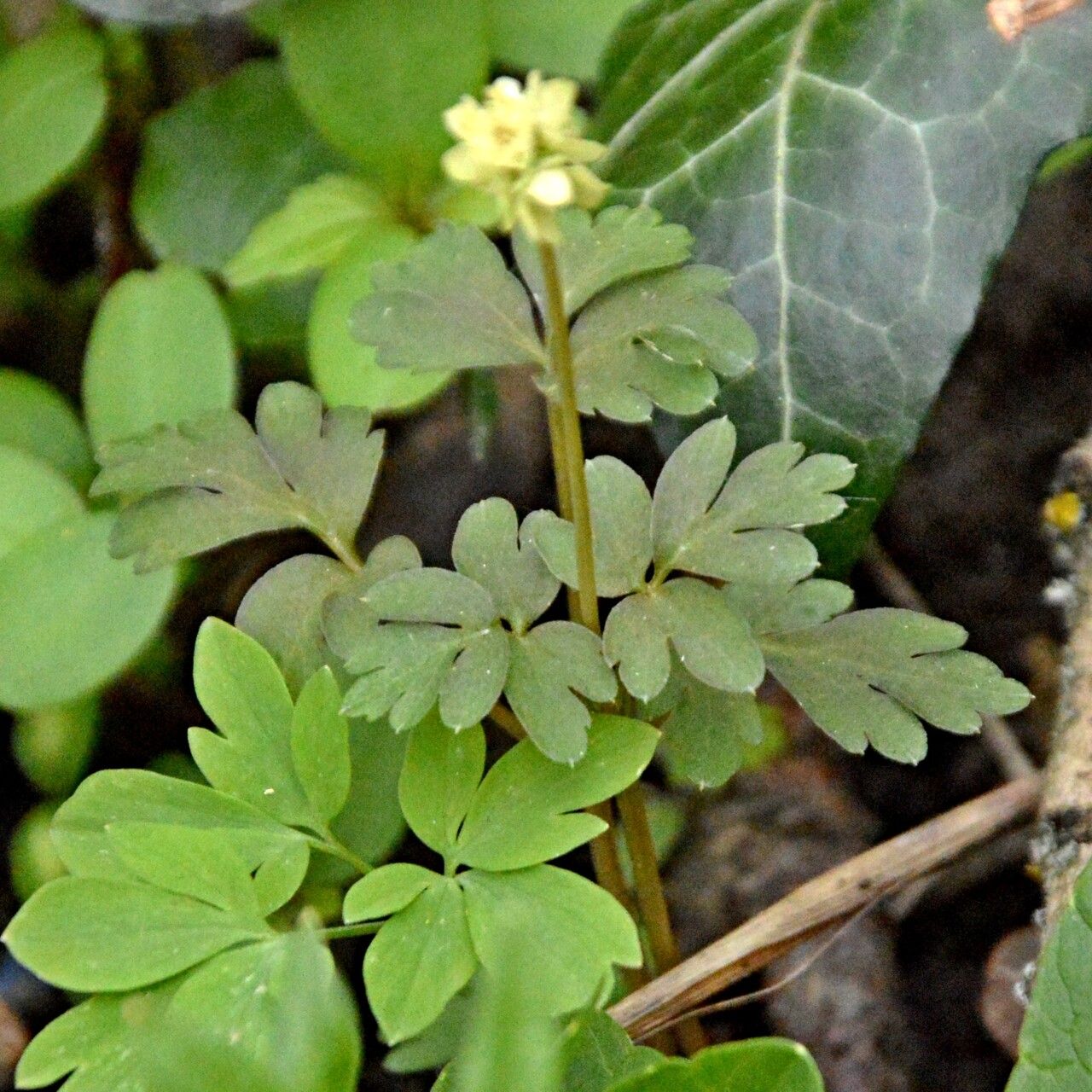 Adoxa moschatellina leaf