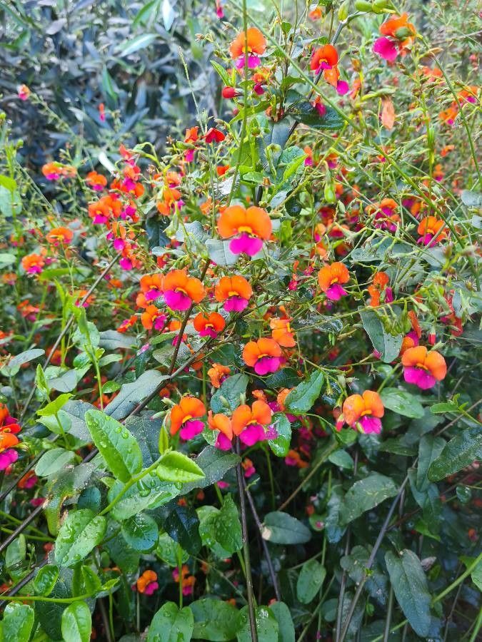 Kennedia coccinea flower