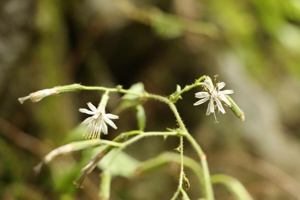 Nabalus acerifolius — related species from the same genus