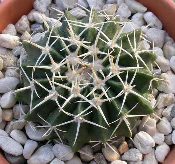 Parodia erinaceus leaf