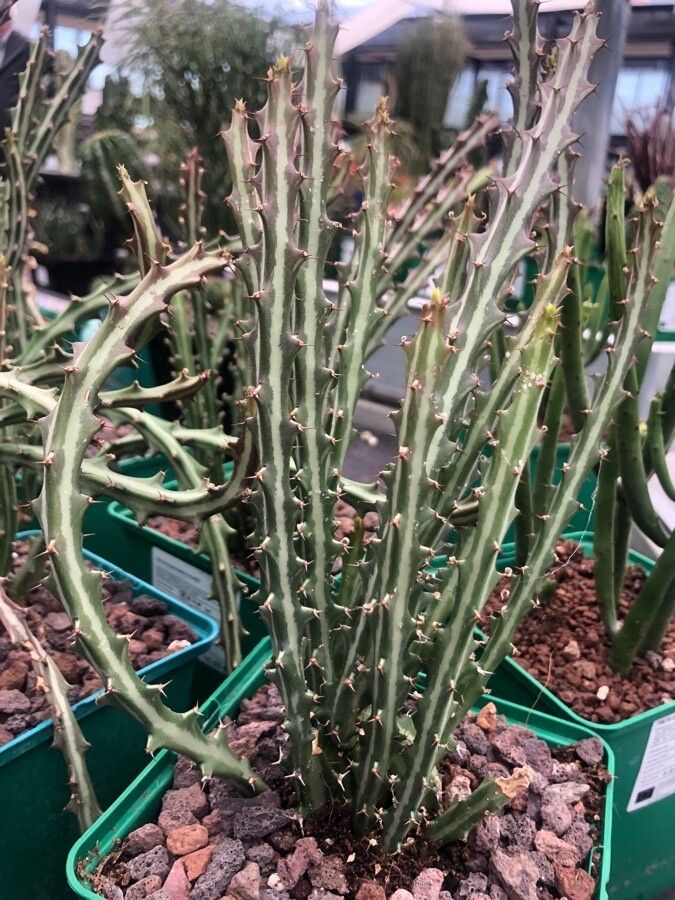 Euphorbia knuthii leaf