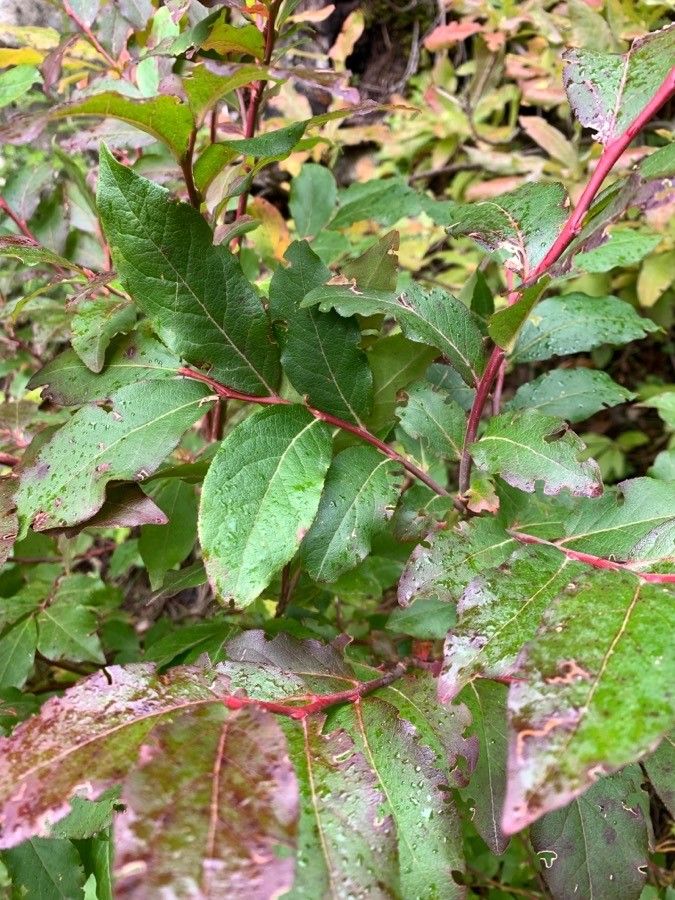 Vaccinium membranaceum bark
