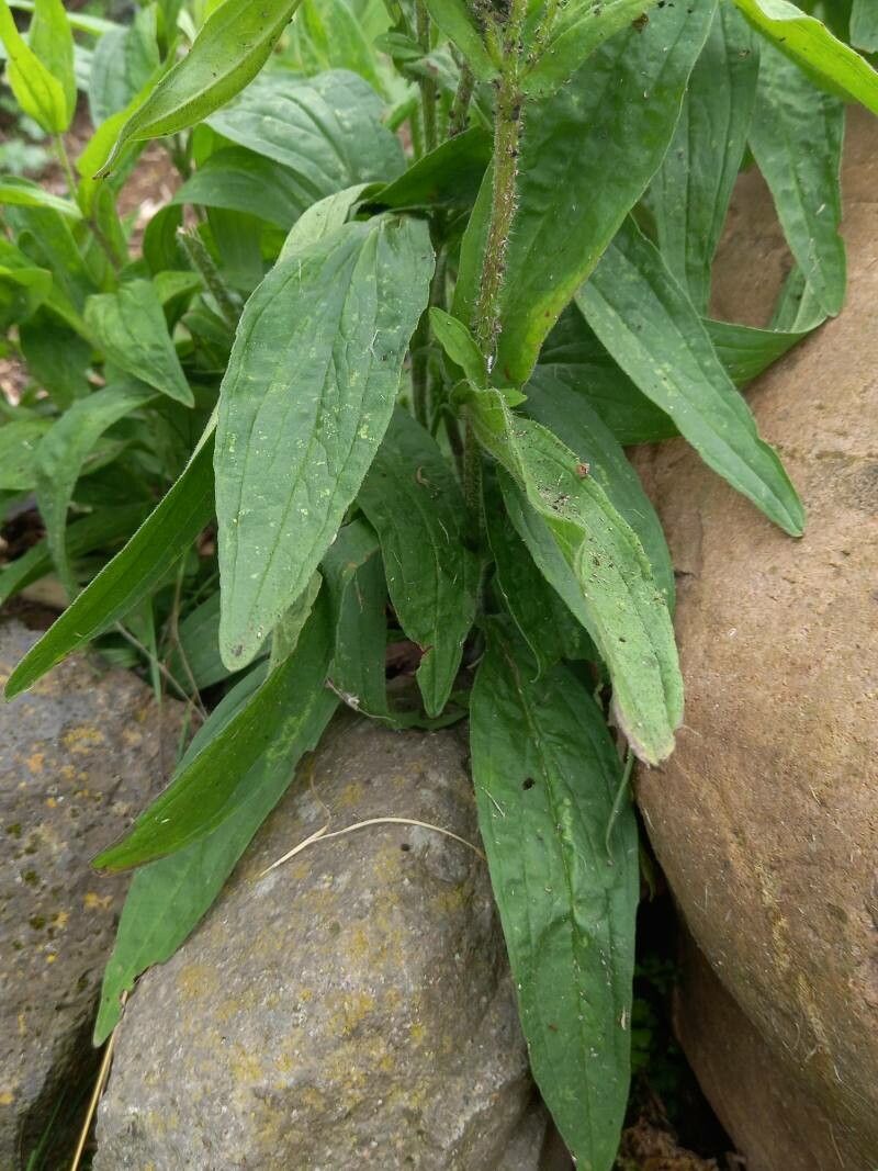 Arnica chamissonis leaf