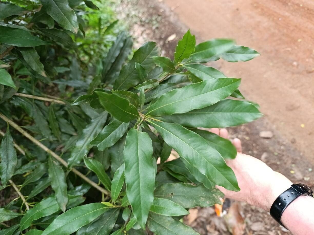 Lithocarpus hancei — houseplant care guide
