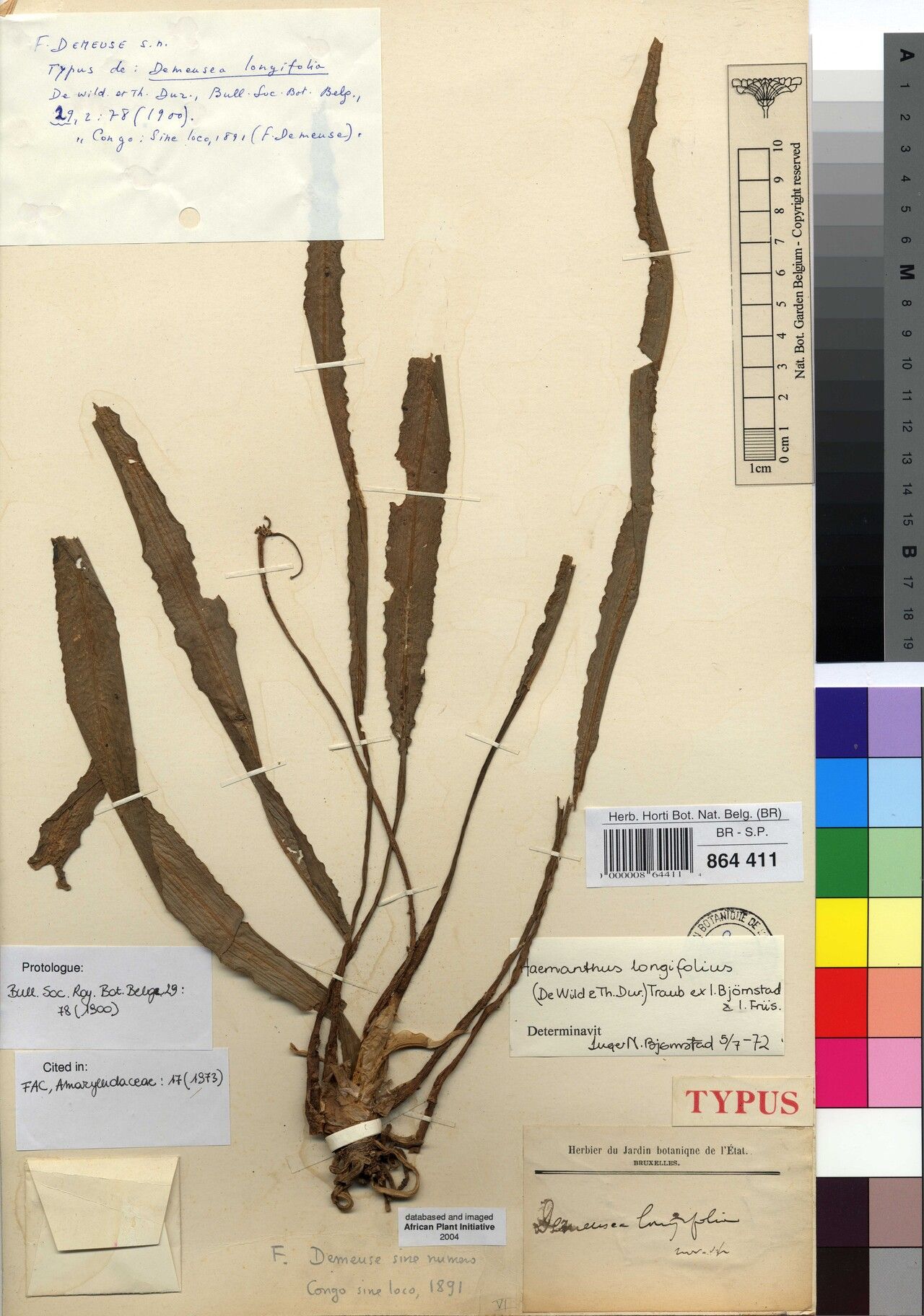 Scadoxus longifolius — related species from the same genus