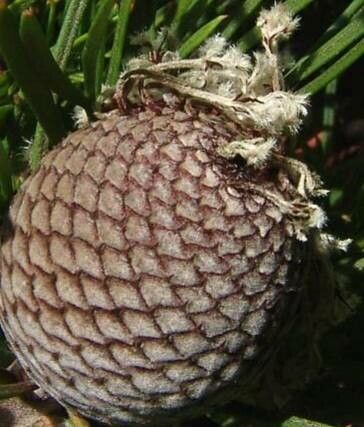 Isopogon dawsonii fruit