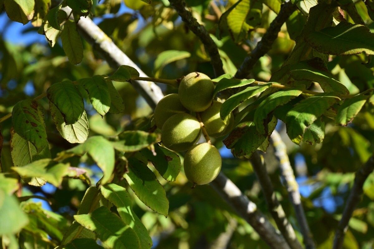 Juglans ailanthifolia fruit