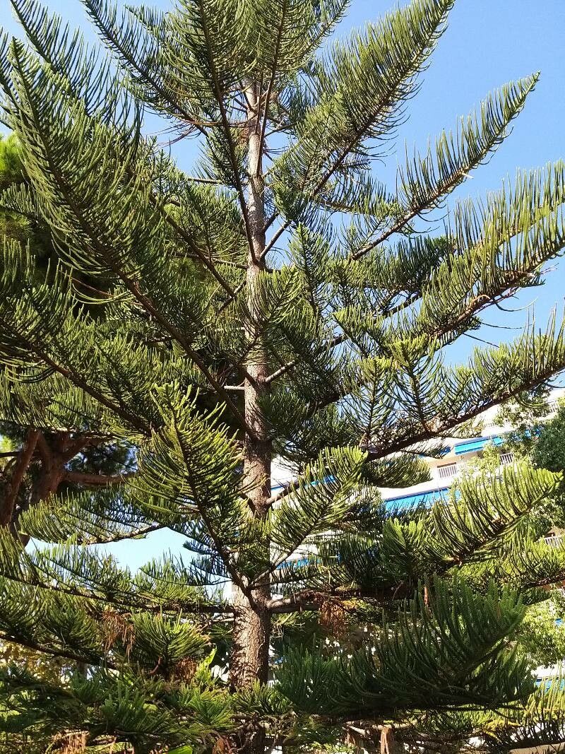 Araucaria montana fruit