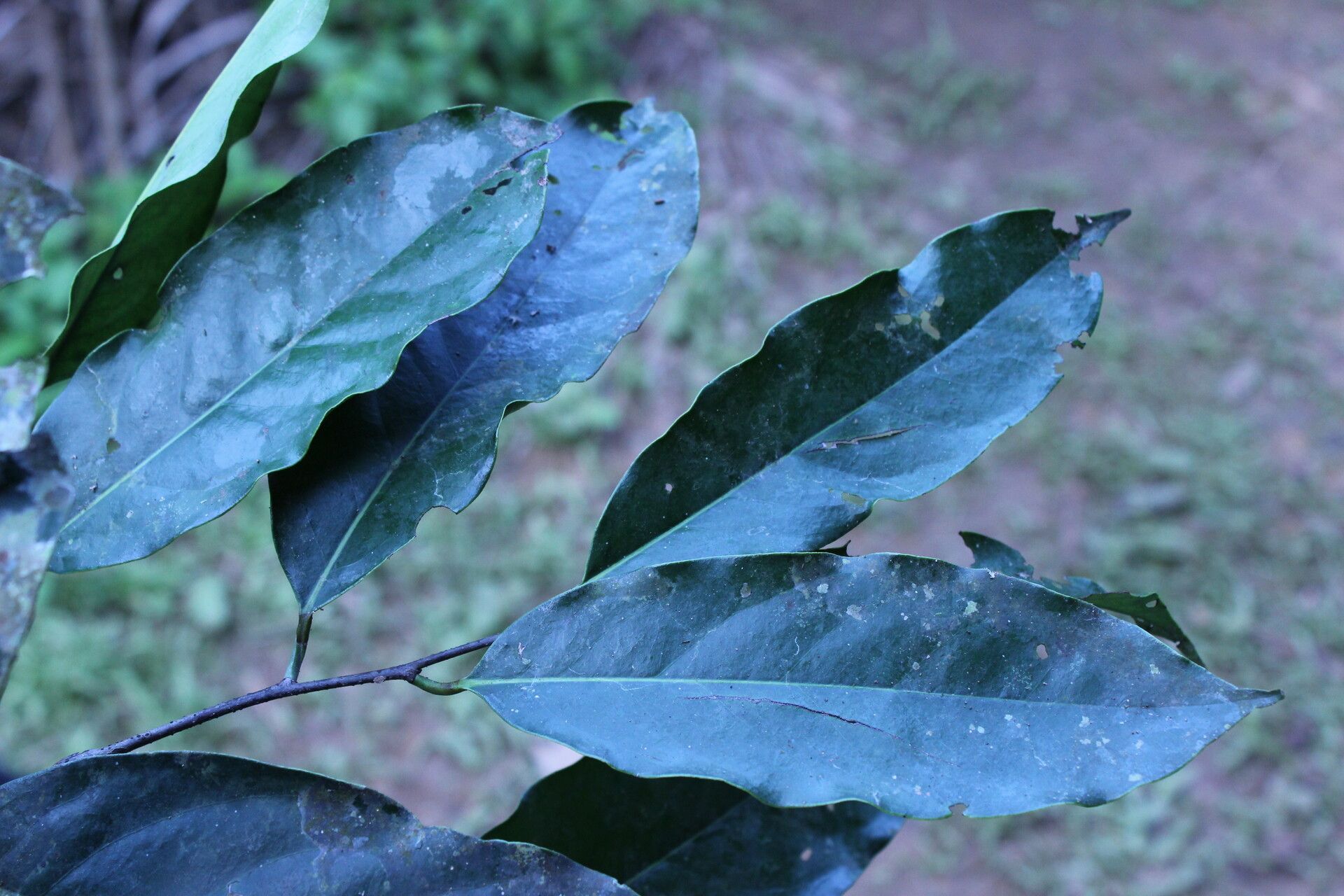 Diospyros physocalycina leaf