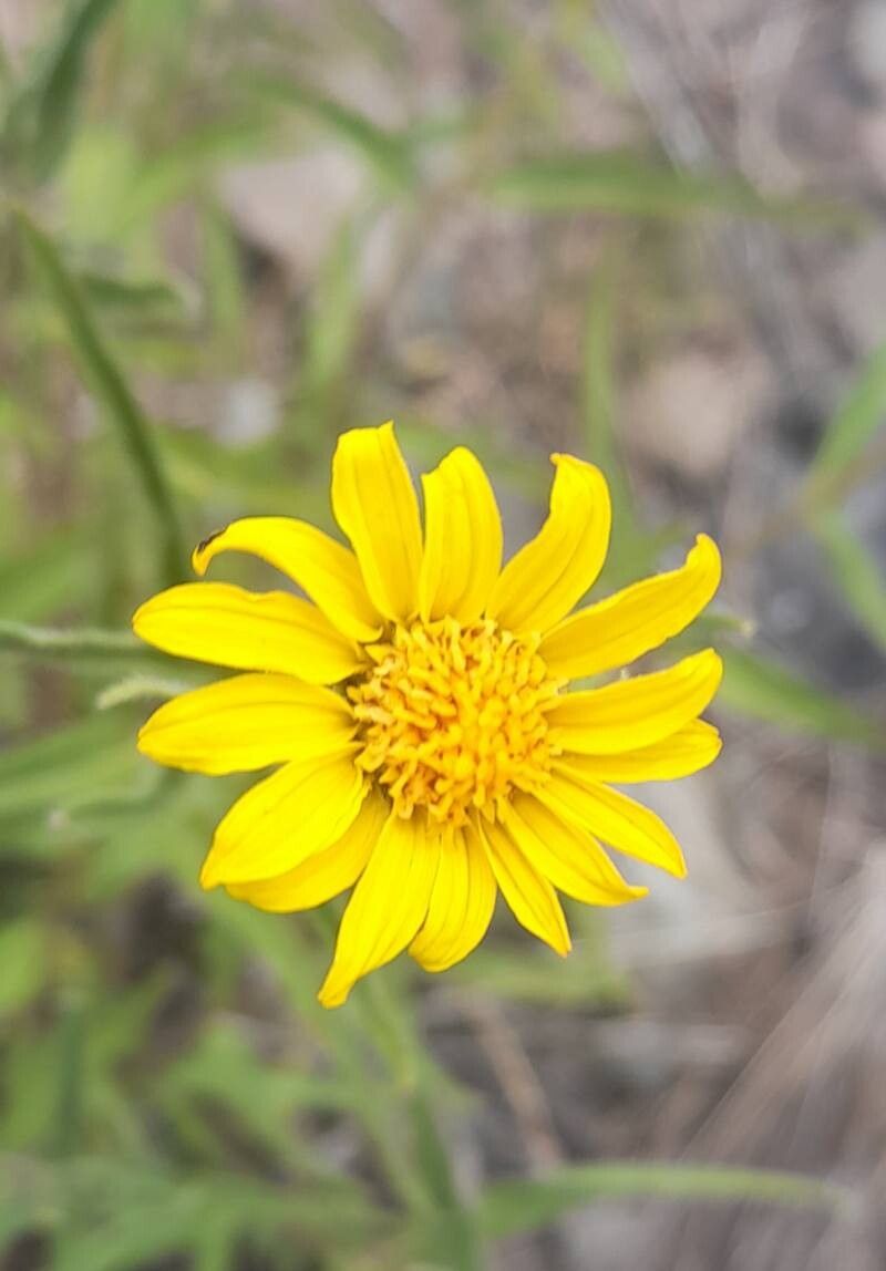 Aldama gilliesii flower