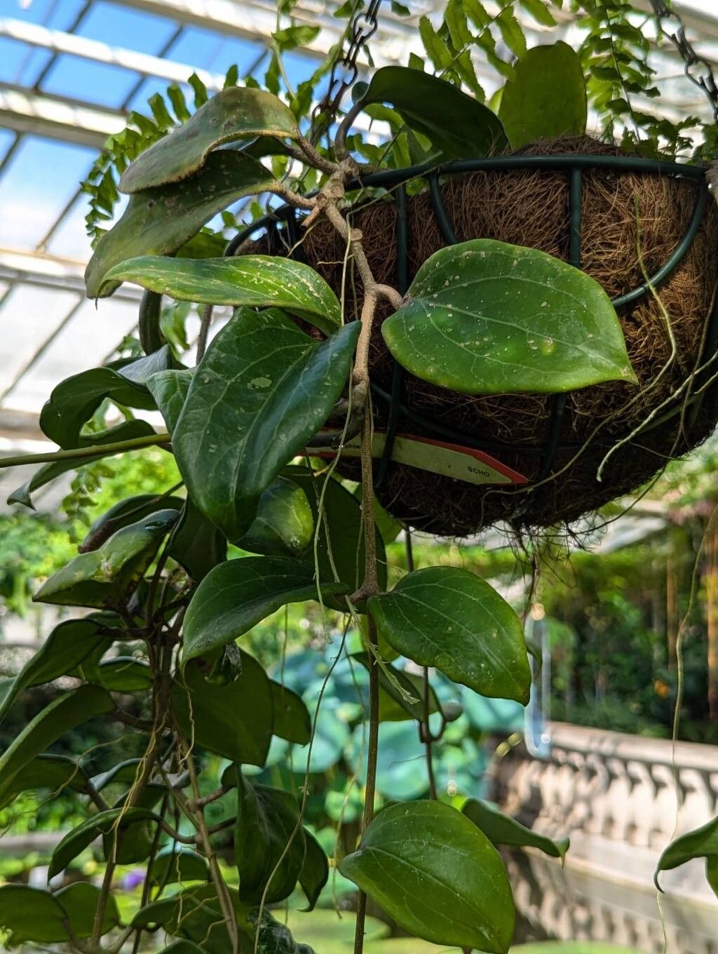 Hoya pentaphlebia habit