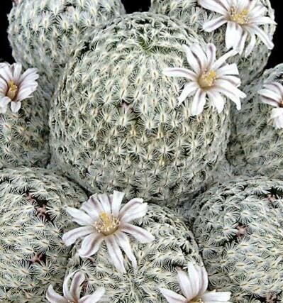 Mammillaria sanchez-mejoradae flower