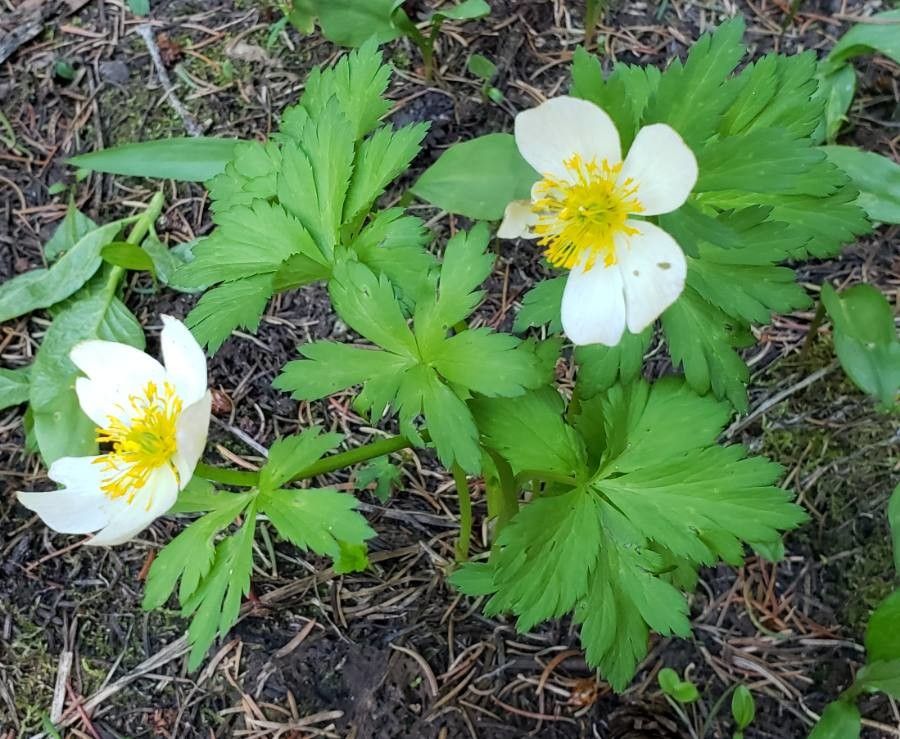 Trollius laxus — search result for 'Trollius'