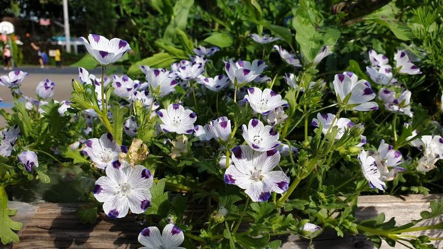 Nemophila maculata habit