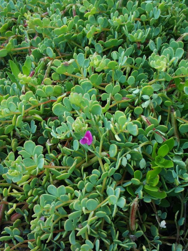 Lotus anfractuosus habit