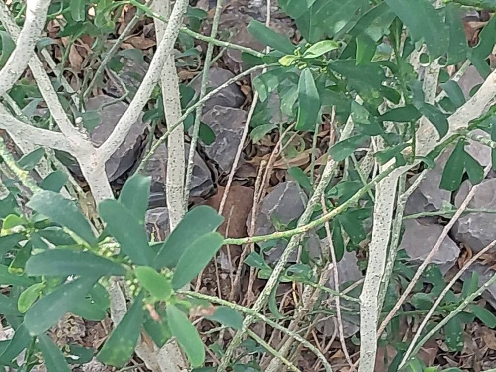 Philotheca myoporoides bark