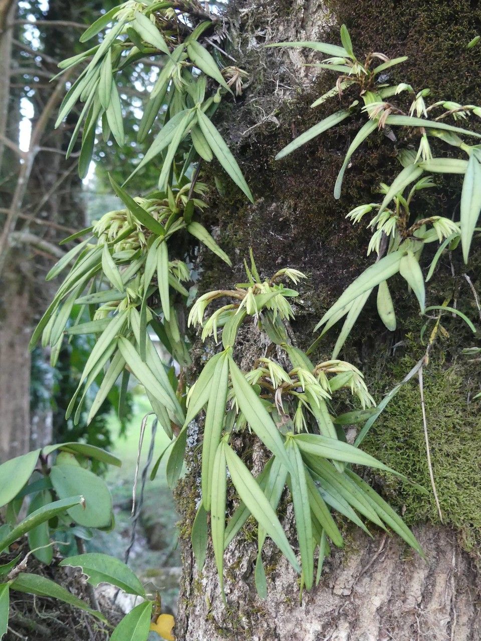 Maxillaria scorpioidea habit