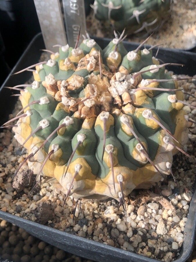 Gymnocalycium ochoterenae leaf