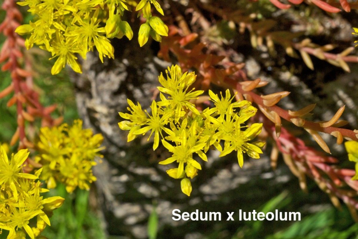 Petrosedum × luteolum flower