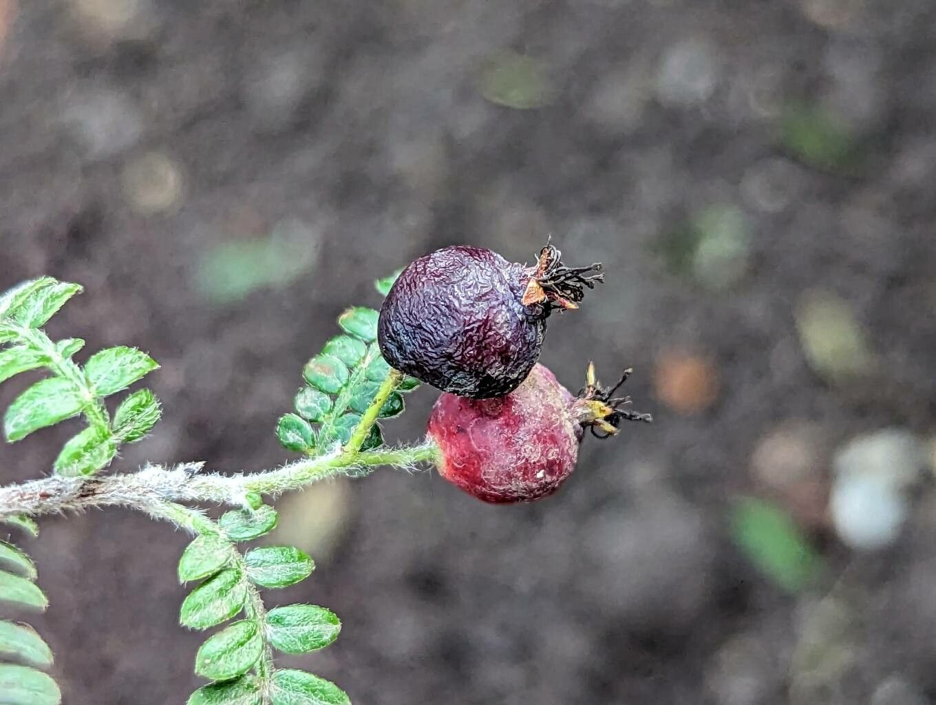 Osteomeles schweriniae fruit