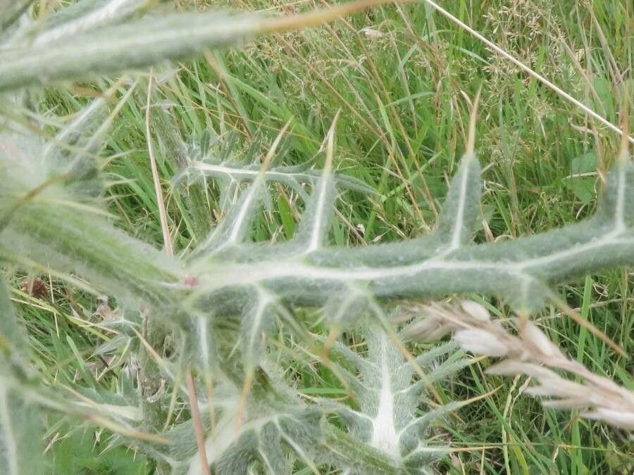 Cirsium eriophorum — search result for 'Cirsium'
