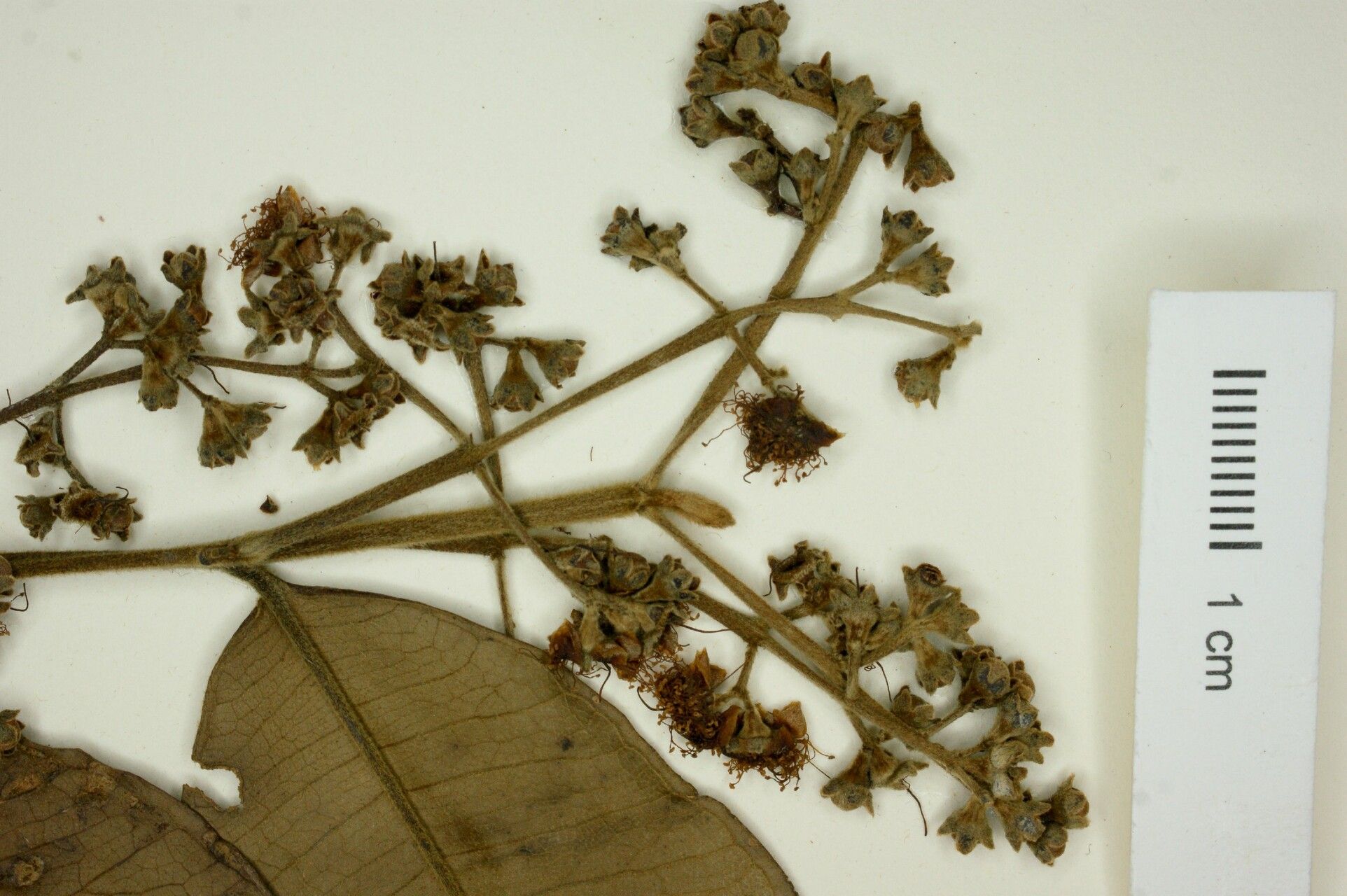 Myrcia servata — houseplant care guide