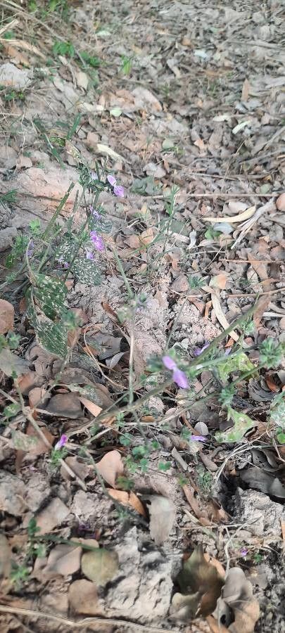 Verbena canescens — houseplant care guide