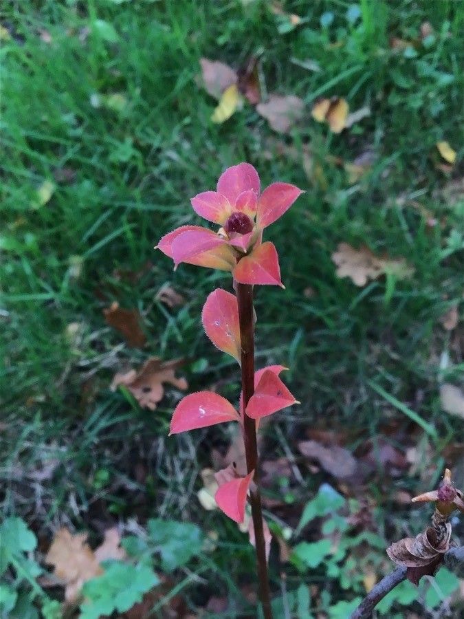 Enkianthus campanulatus
