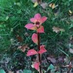 Enkianthus campanulatus