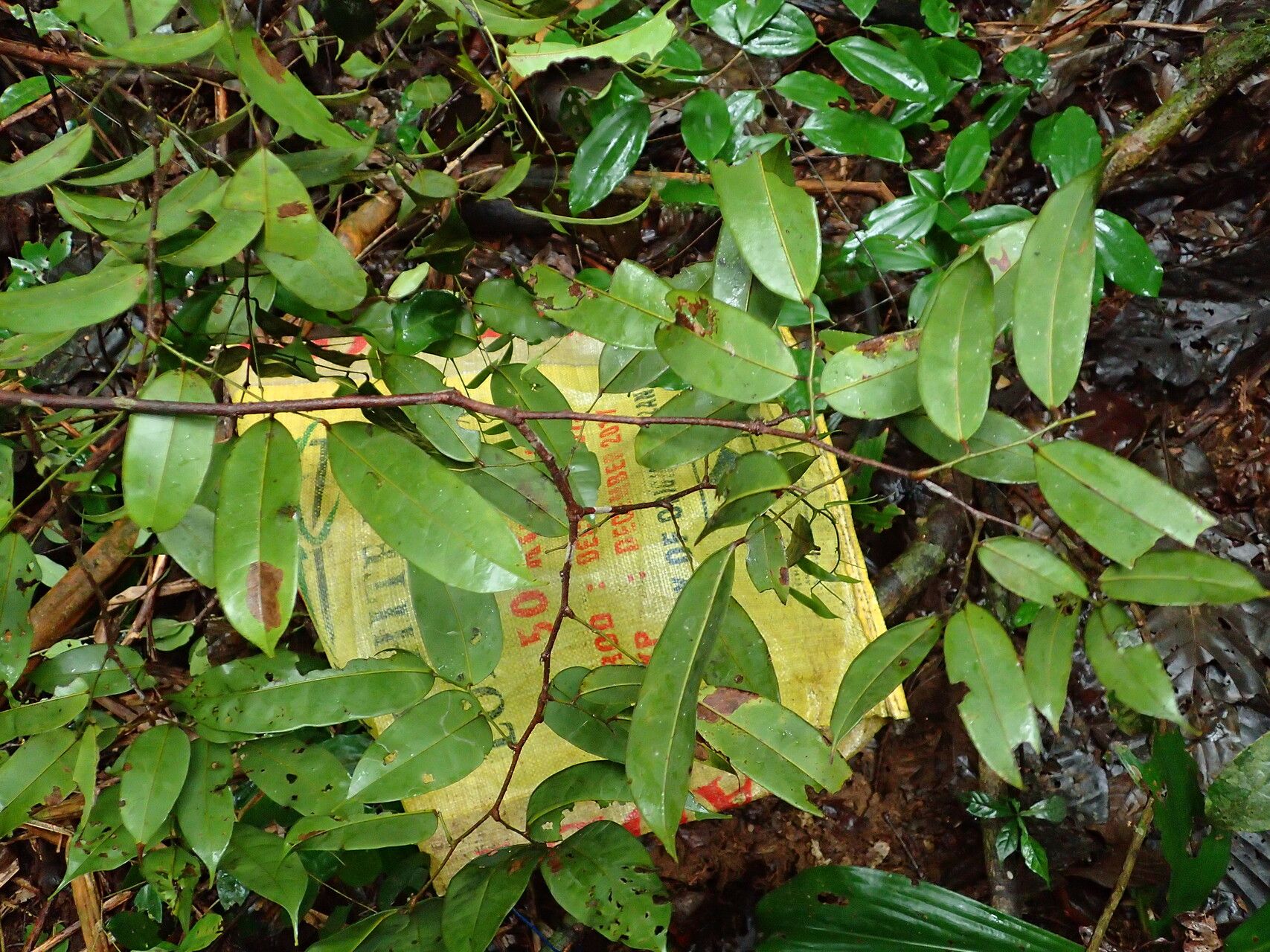 Dialium tessmannii — search result for 'Dialium'