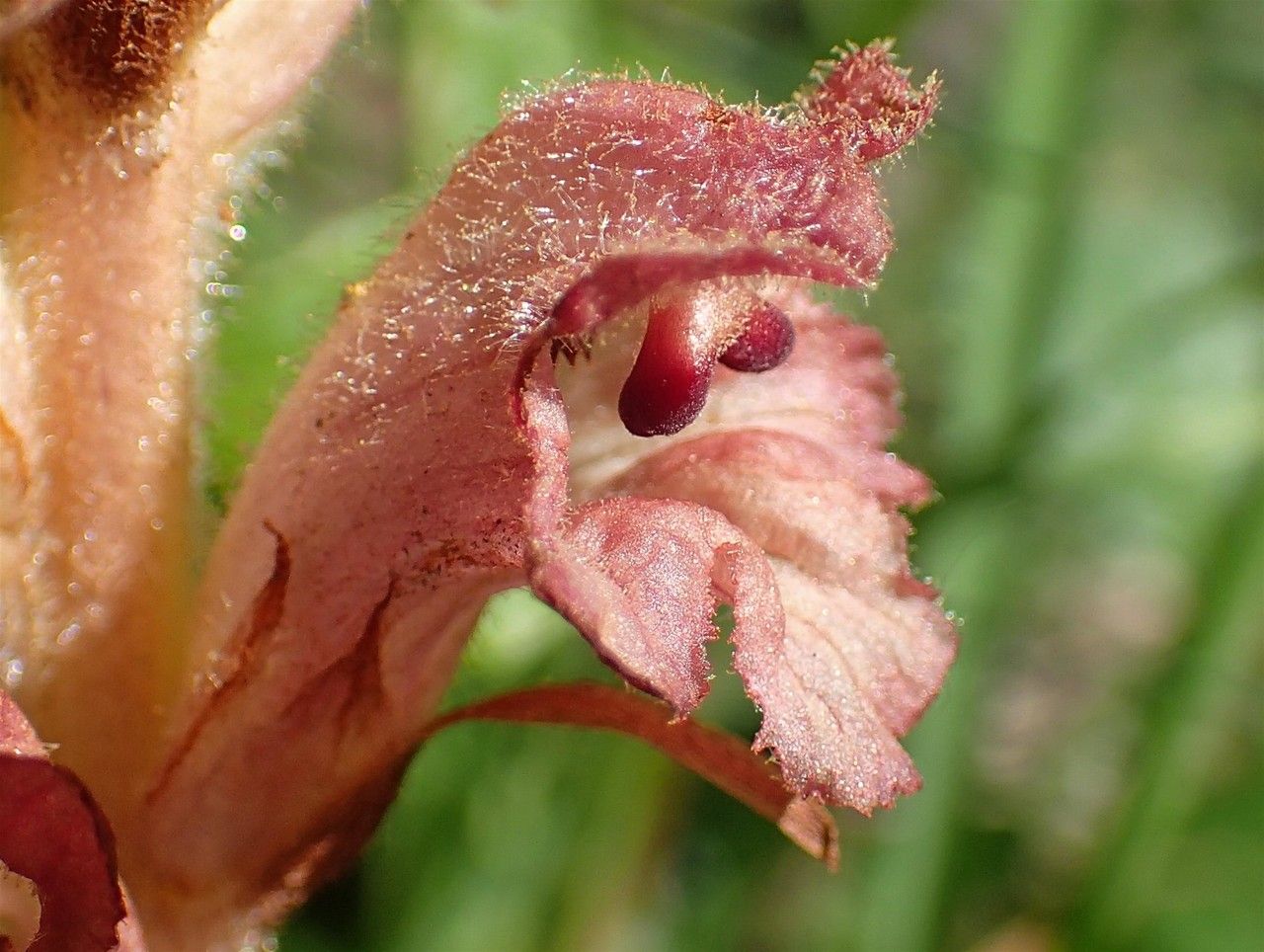 Orobanche teucrii fruit