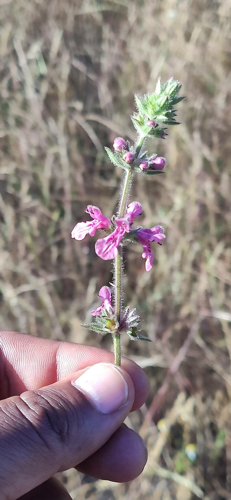 Stachys albicaulis — search result for 'Stachys'