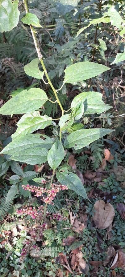 Chamissoa altissima leaf
