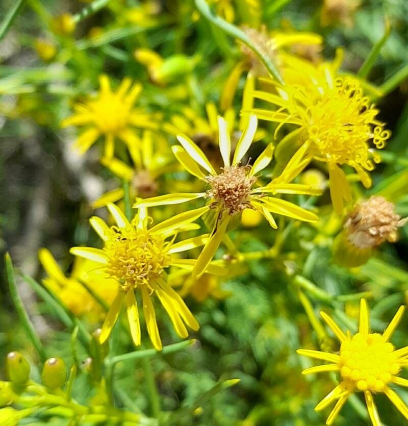 Senecio pampeanus flower