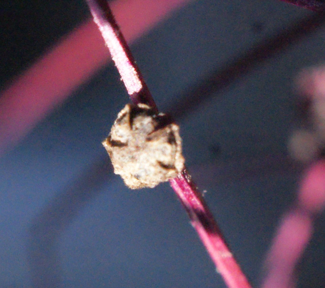 Cycloloma atriplicifolium fruit