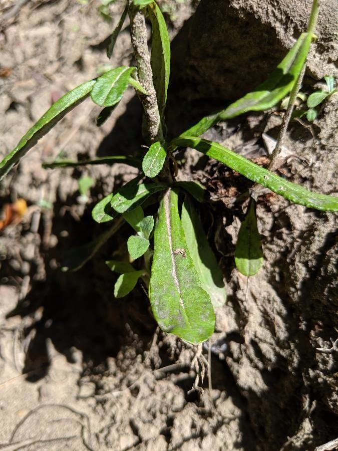 Gnaphalium pensylvanicum — search result for 'Eurasia'