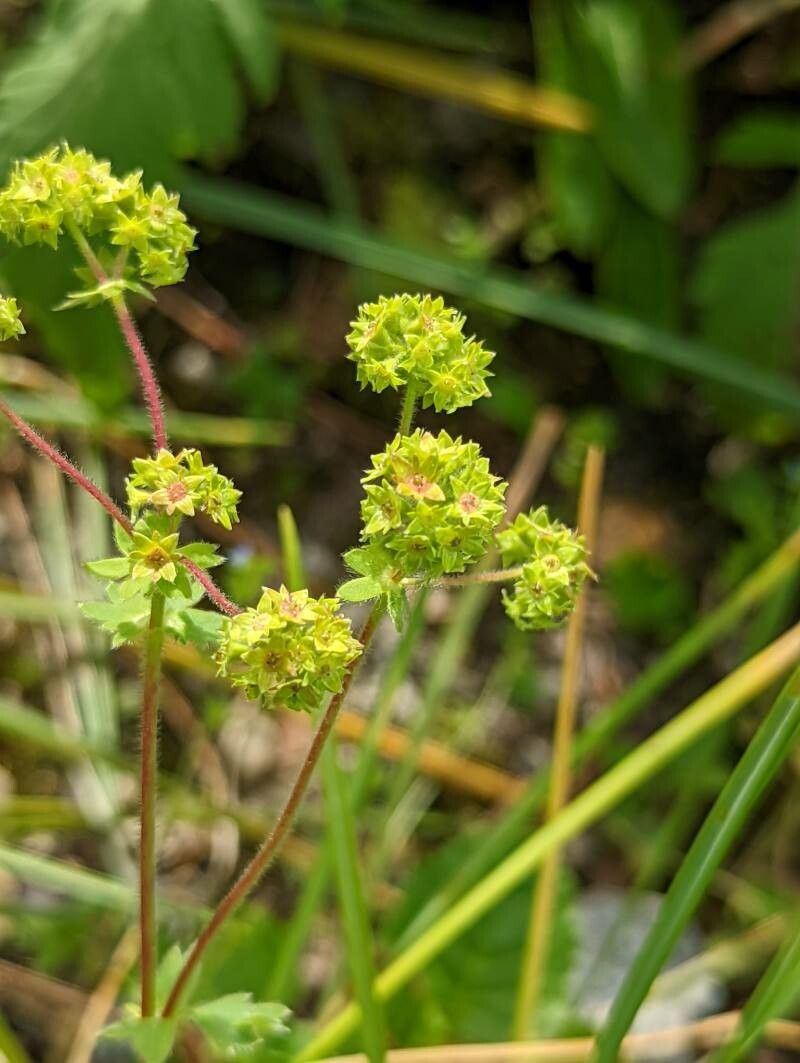 Alchemilla caucasica flower