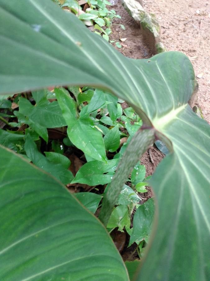 Philodendron gloriosum bark