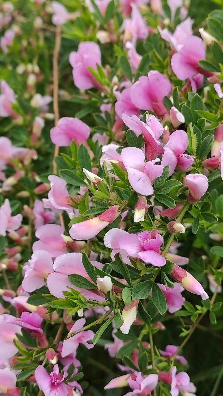 Cytisus purpureus flower