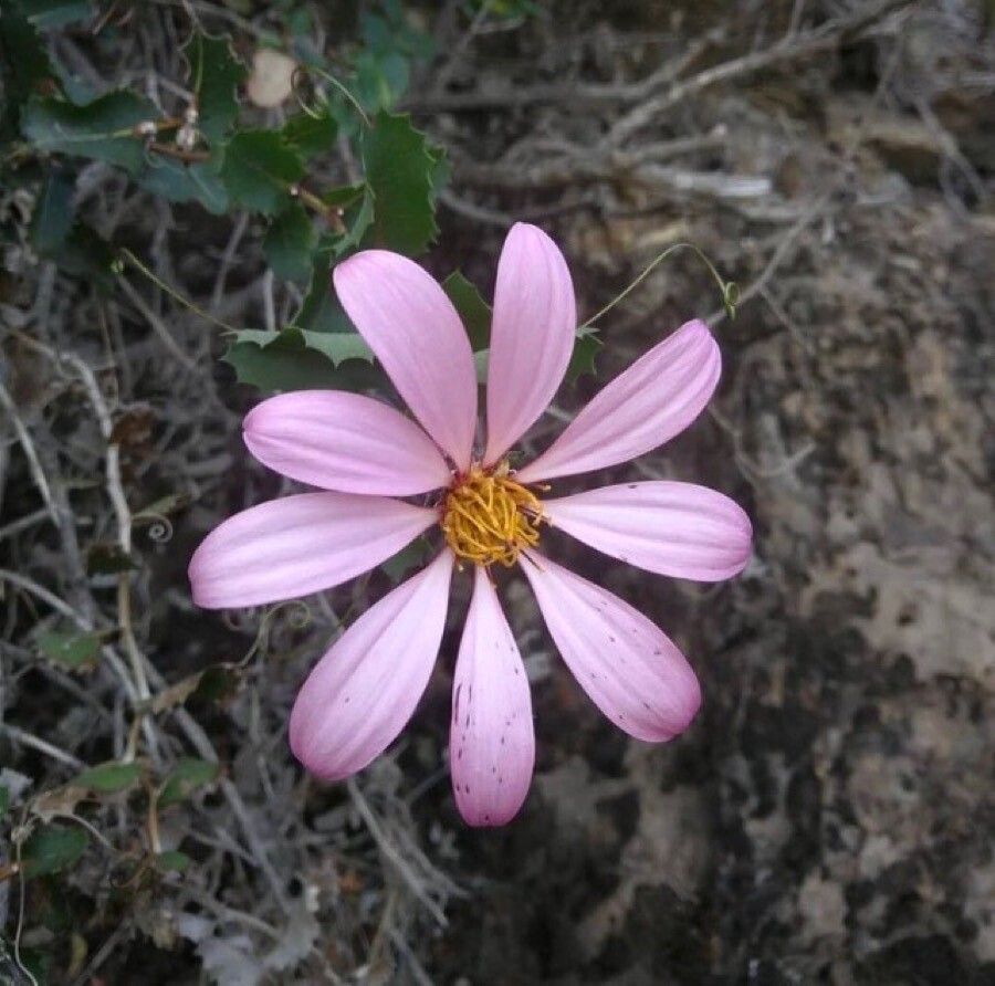 Mutisia oligodon — houseplant care guide