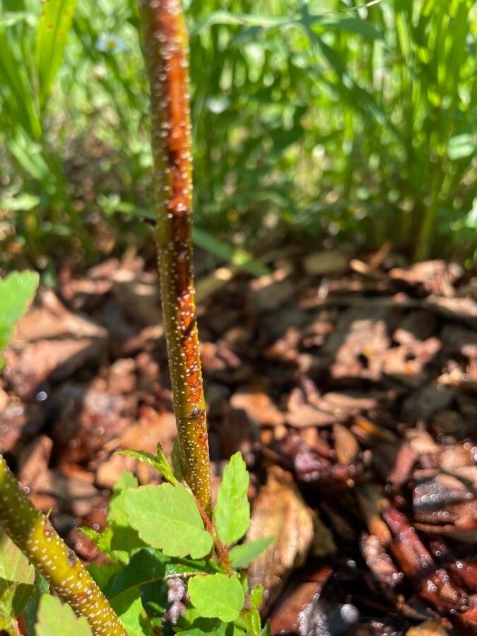 Castanea pumila bark