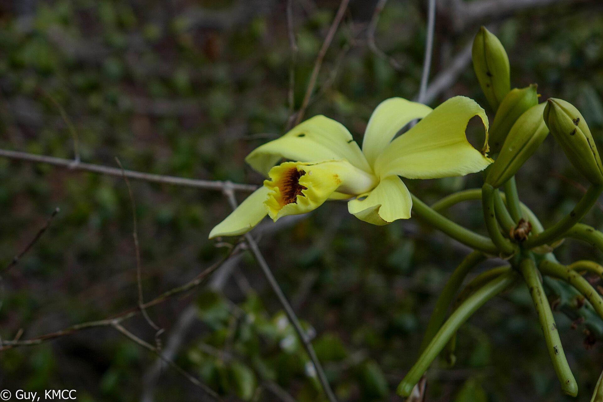 Vanilla humblotii flower