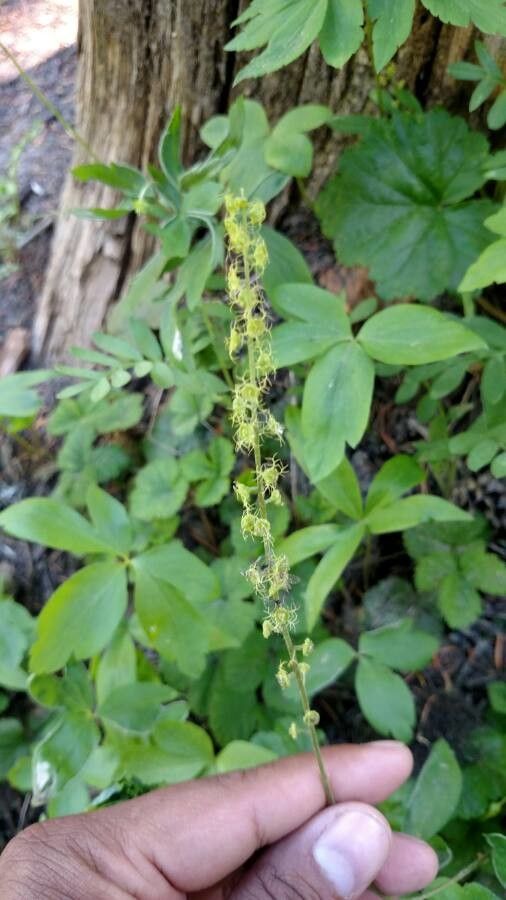 Mitella breweri flower