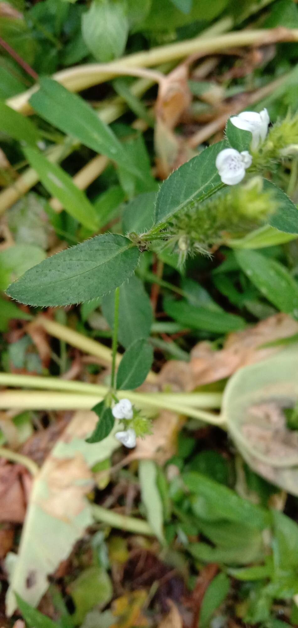 Rostellularia procumbens leaf