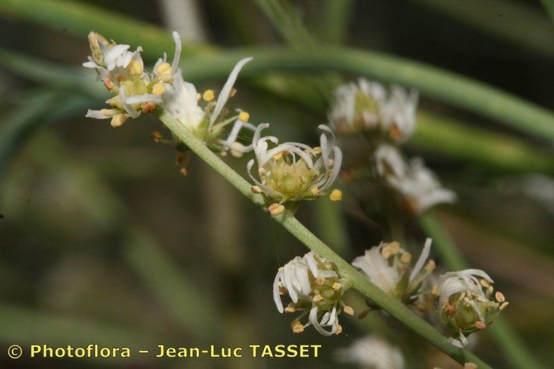 Reseda complicata flower